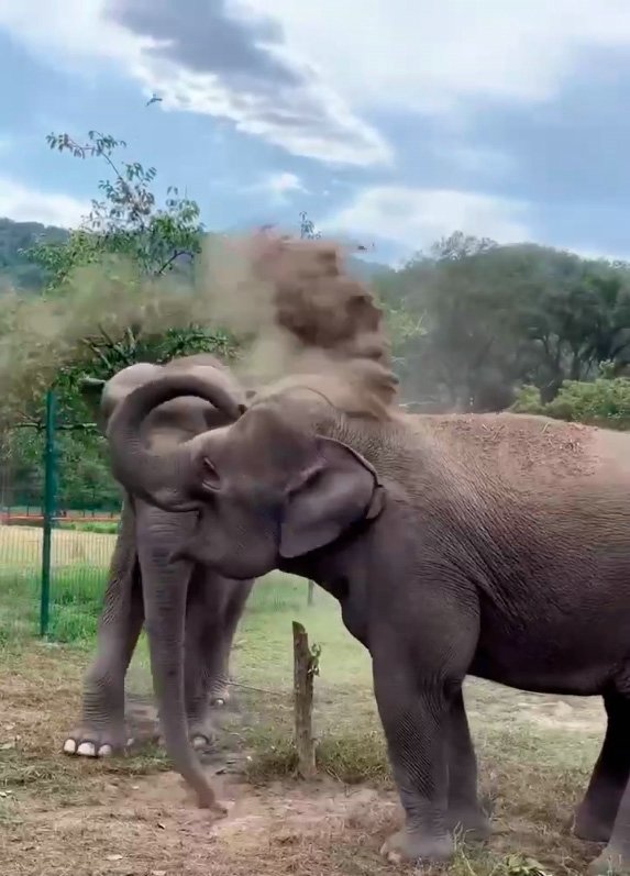 Парк слонов в Сочи